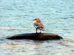 Common Merganser